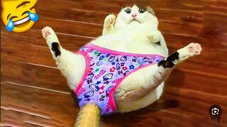 Funny animal videos 2024 - Funny catsdogs  - Funny animals