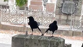 Crows are too funny