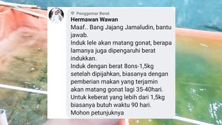 Kematangan gonad indukan lele biasanya menyesuaikan dengan bobotnya❗ BETUL atau TIDAK❓