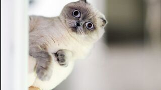 Funny Cat Videos of 2024 ????You Laugh You Lose