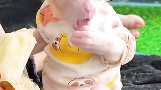 ALBIN monkey