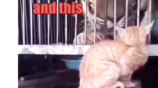 Funny cat videos