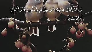 القران_الكريم
