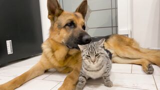 The German is the Best Friend for Cats funny videos
