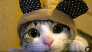 funny cats videos 2024  new cats video #cat