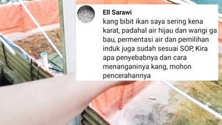 Ikan lele kena KARAT padahal air tidak mengandung KADAR BESI, pemupukan pun sudah dilakukan