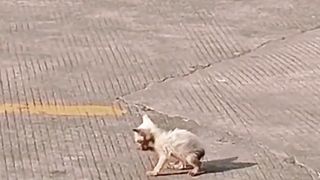 Anak kucing ini ditemukan sebatang kara di tengah kerumunan dan dirawat