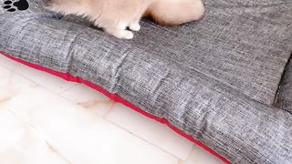 They are very beautiful funny cat