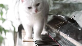 cute cat