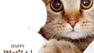 up shot of a domestic cat