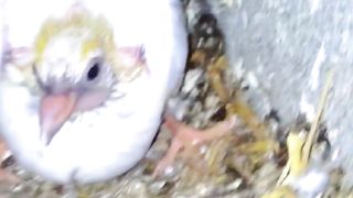 #babypigeon #trending #shortvideo