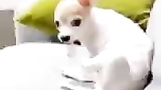Dog’s Reaction In The Face Of The Middle Finger