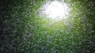 Larva lele ukuran 1-2cm, kalau dijual habis LEBARAN kira-kira ukuran berapa❓