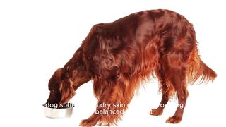 The 5 best natural foods to combat dry skin in dogs