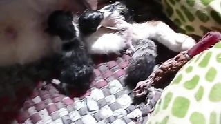 CATS GIVE BIRTH TO CUTE, CUTE CHILDREN