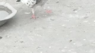 Pegions