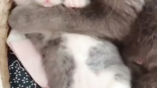 Cute cat
