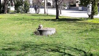 قطة لطيفه تأكل السمك في الهواء الطلق