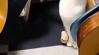 Хулиганы нашего двора!