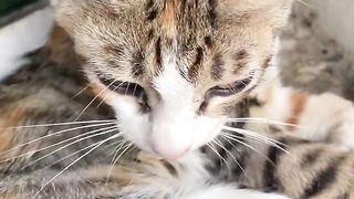 Cat video ð #cat #shortvideos #youtube #shorts #short #ytshorts.