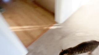 Funny cats