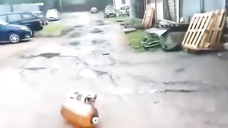 Собака и Кега, что стало с ней_ Что стало с собакой после взрыва кеги