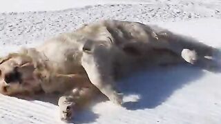 Fun dog who knows how to have fun