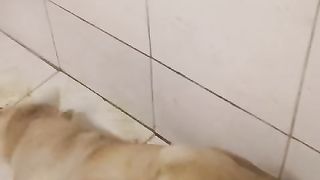 My dog ia Dead????????????????????????