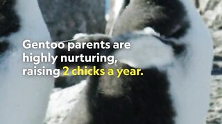 How fast are gentoo penguins ?