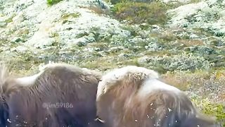 Animals Fight Giants Fight