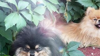 Nice dog
