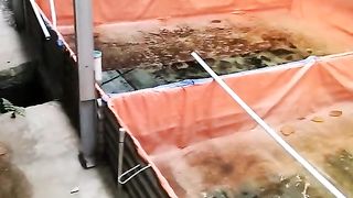 Ikan lele kalau mau panen porsi makannya dikurangi, BETUL atau TIDAK❓Berikut penjelasannya