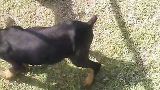 Doberman
