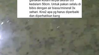 Hati-hati beli bibit lele saat musim hujan, Fahami persiapan awal budidaya ikan lele