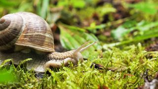 snail