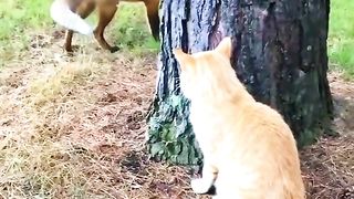 Cat V fox