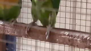 Pets beauty