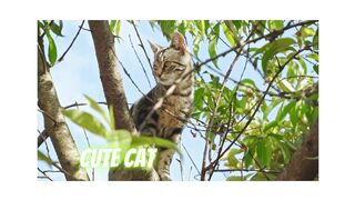 Cat video - Cute Cat - Cute Animal - Cat At Tree - Cats Meowing