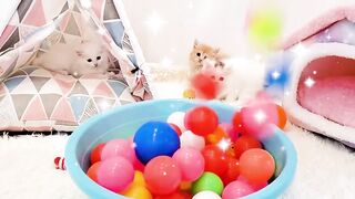 Kittens playing with balls and meowing ask for food - So cute baby cats