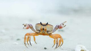 Crabs  ???? Crawling  at the Beach #short
