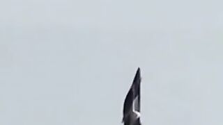 Fighter jet