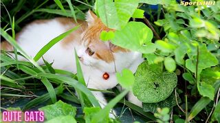 Cats Video - Cats Sound - Cat Voice - Cat meowing - Cute Cats -