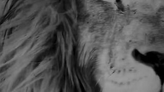 The king of jungle