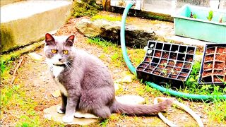 Angry cat ????