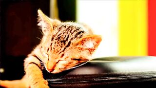 Funny cat ????