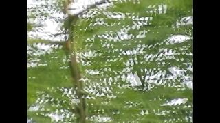 Beautiful creation of Allah / colourful bird