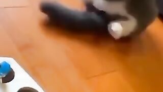 Funny cats