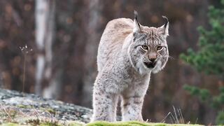 Wildlife sanctuary Cat