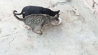 Cats cats