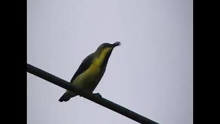 So Beautiful creation of Allah/lovely bird how catch a worm in beak